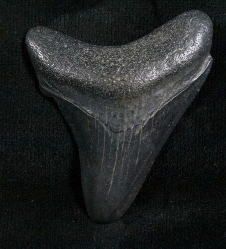 Bargain Megalodon Tooth - Florida #5462